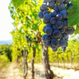Grapevine